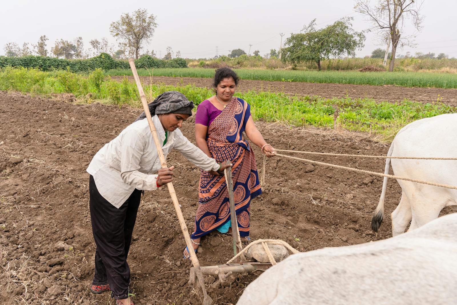 Farmer field training